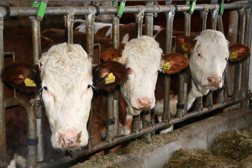 Ferienwohnungen Bulandhof Olang Exteriör bild