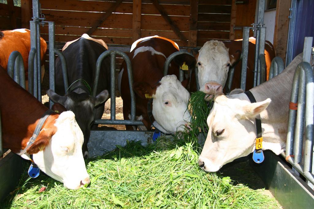 Ferienwohnungen Bulandhof Olang Exteriör bild